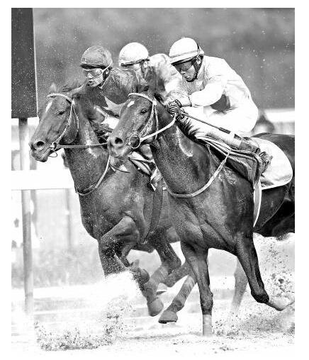 武汉赛马节重磅开幕 东西湖有望成为下一个跑