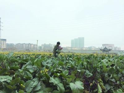 武汉天价地10年只种菜 赚回土地开发价值需200年