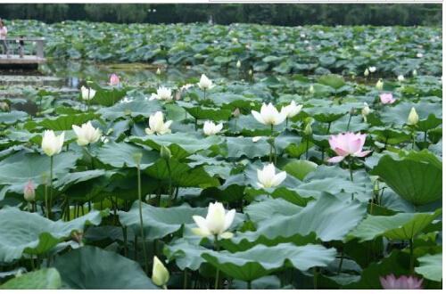 世茂龙湾--夏日莲塘,用陪伴来诉说美好