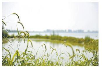 万科五彩城:与紫菱湖自然共生,方不负绿意生活
