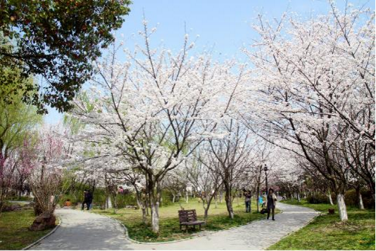 十年沉浮西北湖,公园范本不可再生