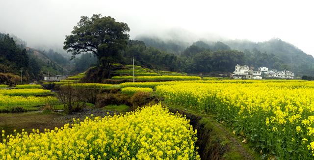 厦门到2020年将建成500个美丽乡村 打造50个