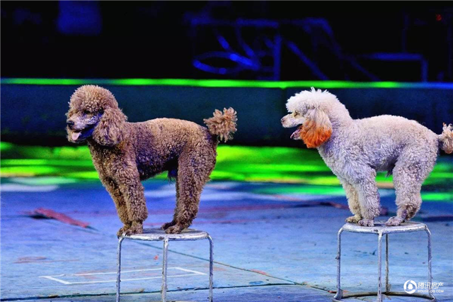 大事件!皇家国际马戏团即将空降厦门东!