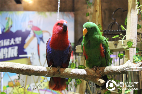 建发悦享中心:为期17天的大型灵动鹦鹉展开展啦_房产厦门站_腾讯网