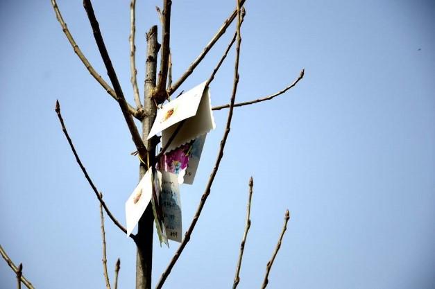 大秦网携万科公益植树 向雾霾宣言SayNO!