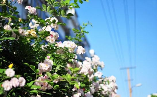 世茂轩府：二环边的城市洋房，给城市理想生活