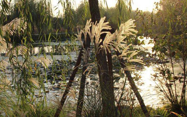 郑州春游去哪儿玩 阳光灿烂的日子相约春花浪