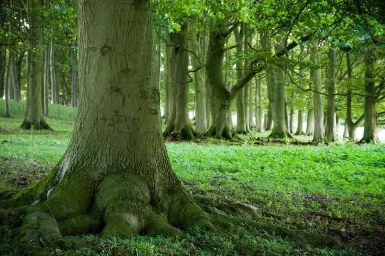 郑州植树节活动盘点 看看哪个是你的菜?