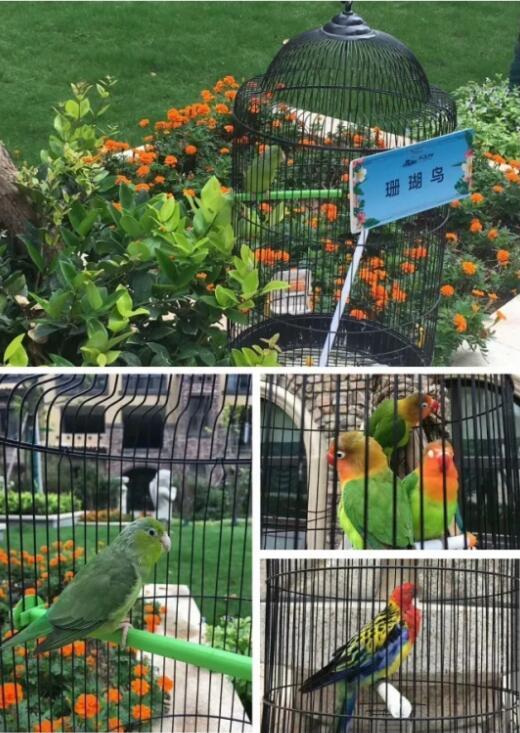 百鸟展全城绽放 给南阳人一个缤纷嘉年华