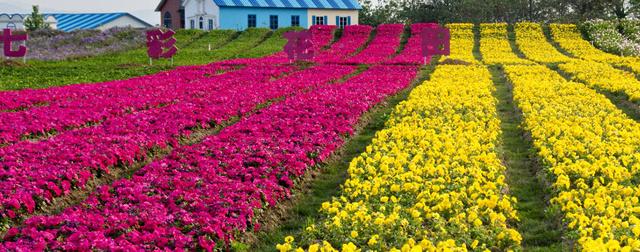 郑州春游去哪儿玩 阳光灿烂的日子相约春花浪