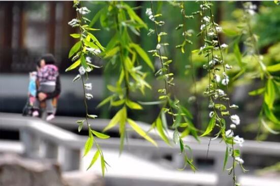 柳絮飘至 除了移民这才是防护的正确打开方式