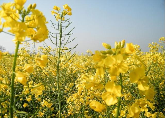 郑州春游去哪儿玩 阳光灿烂的日子相约春花浪