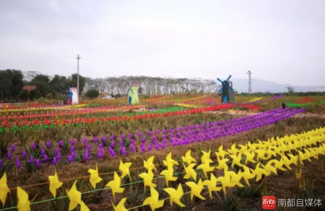 一片百亩花海竟藏身珠海金湾,还有风车展!
