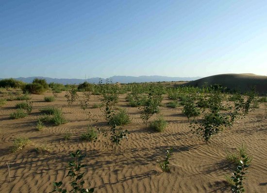 生态环境的作用  荒漠和半荒漠地区种植什么植物答:沙漠区气候干旱