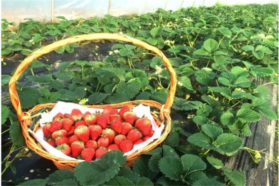 德阳的摘草莓圣地在这里 周末游有着落了!_频
