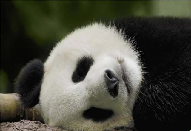 五一小长假,熊猫开放日--呆萌熊猫驾临幸福城!