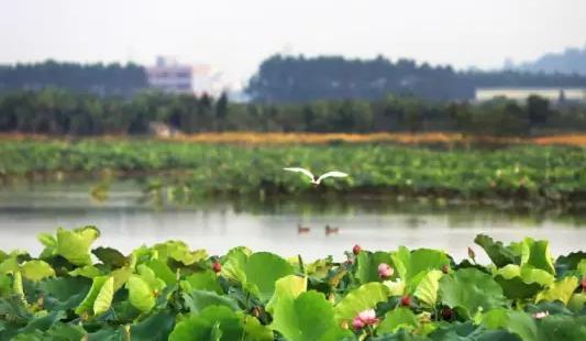 谁将改写东莞楼市版图 剑指水乡新城