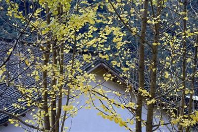 杭州民宿有了标准定义 总客房数在15间以内才