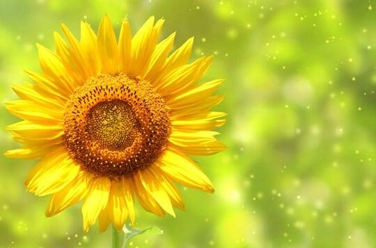 向日葵是向往光明之花,象征着健康,快乐,活力,追求积极的人生,永远有