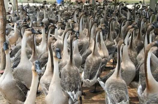 舌尖上的新会丨古井烧鹅 快到碗里来