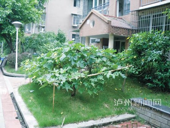 小区公共绿地变私家菜地 物管发愁难管理_频道