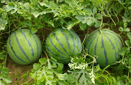 注册全民经纪人,中颐农游园观光票免费送_频道