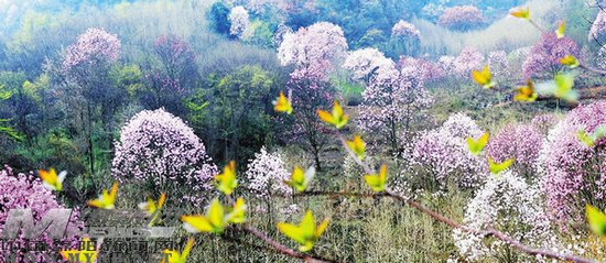 绵阳发布春季赏花地图_频道-绵阳