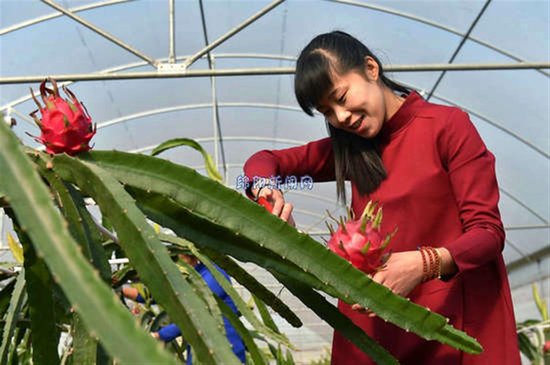 绵阳80后女青年返乡创业,火龙果 火 了创业梦_