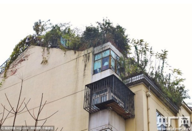 北京大爷在楼顶建空中花园 城管称花园不属违建