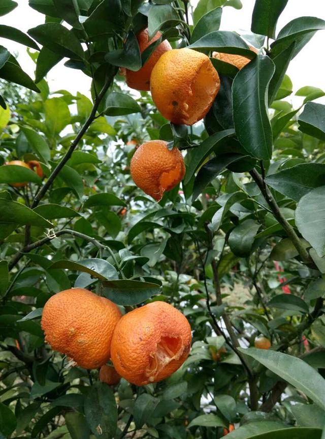 拯救滞销柑桔 假日半岛助农公益行_韶关地方站