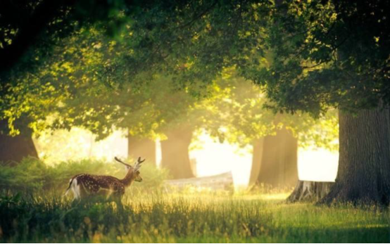 金地保利·半山麓案名荣耀发布:树深时见鹿 溪午不闻钟