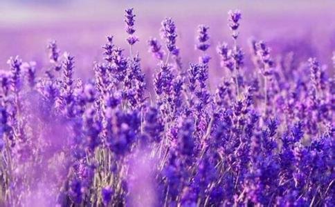 打造梦幻紫色花海,让你不用去普罗旺斯就能看到最美薰衣草!