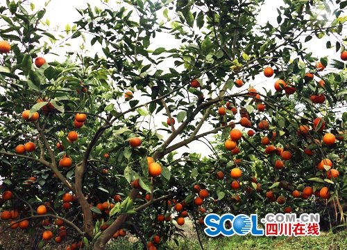 宜宾江安县2万斤血橙挂满枝头 等您采摘_频道