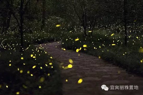 丽雅龙城:宜宾首个萤火虫放飞盛典周六震撼登