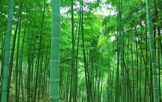 安吉金都·香溪丽舍+浪漫法式醉美联墅生活