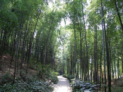 本周六,金隅田员外 邀您加入森林酷跑团!