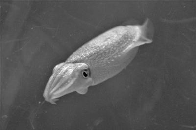 海底世界成功繁育曼氏无针乌贼 国内尚属首例