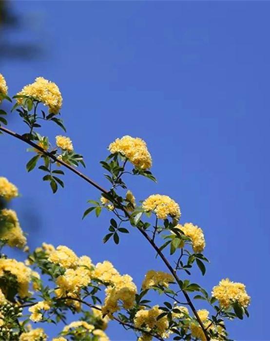 南京玄武湖环洲木香花繁锦绣香气扑鼻