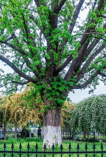 南京玄武湖环洲木香花繁锦绣香气扑鼻