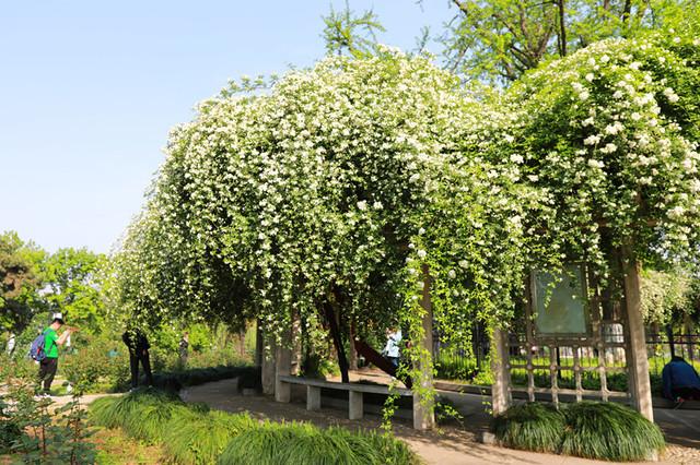 南京玄武湖环洲木香花繁锦绣香气扑鼻