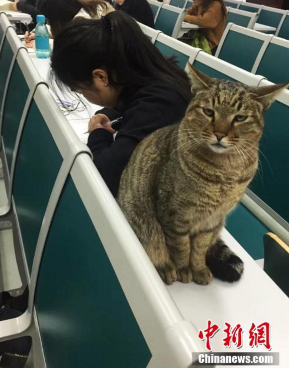 南京农业大学猫咪监考引围观
