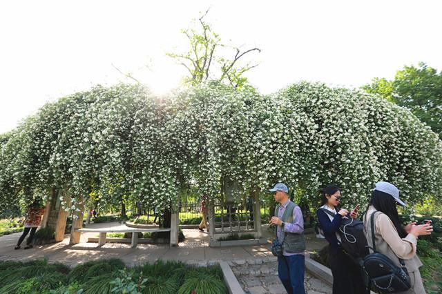 南京玄武湖环洲木香花繁锦绣香气扑鼻