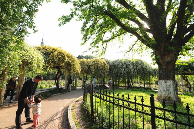 南京玄武湖环洲木香花繁锦绣香气扑鼻