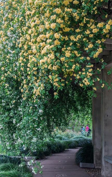 南京玄武湖环洲木香花繁锦绣香气扑鼻