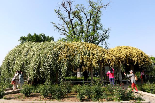 南京玄武湖环洲木香花繁锦绣香气扑鼻