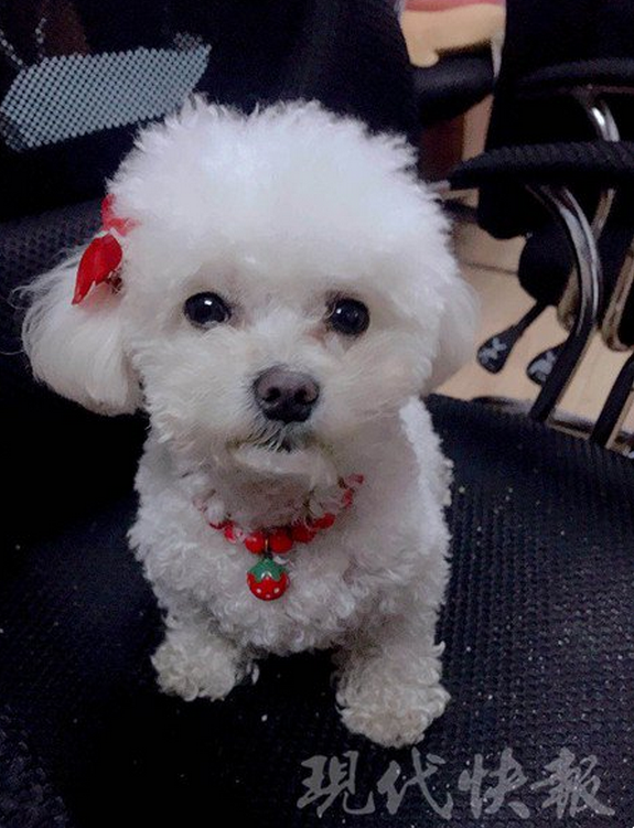 小狗遭主人训斥“离家出走” 迷路后自己找警察帮忙