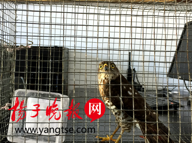 男子社交平台叫卖野生动物 警方连夜行动将其查处