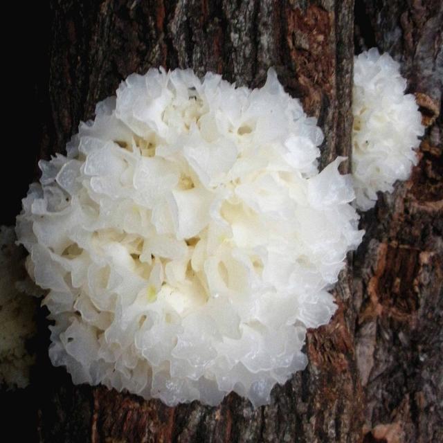 通江银耳 银耳之最