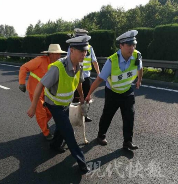 一群喜羊羊闯高速悠闲吃草 民警用这招巧妙驱