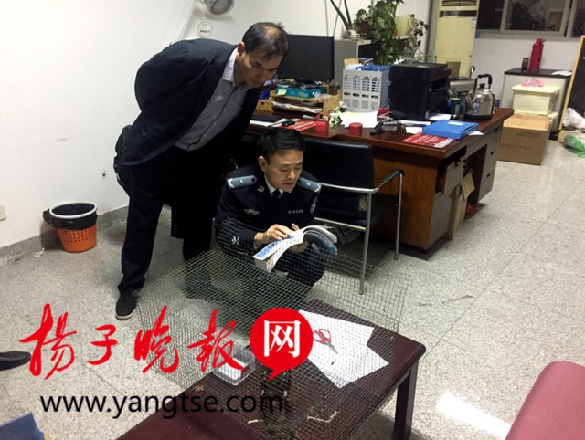 男子社交平台叫卖野生动物 警方连夜行动将其查处